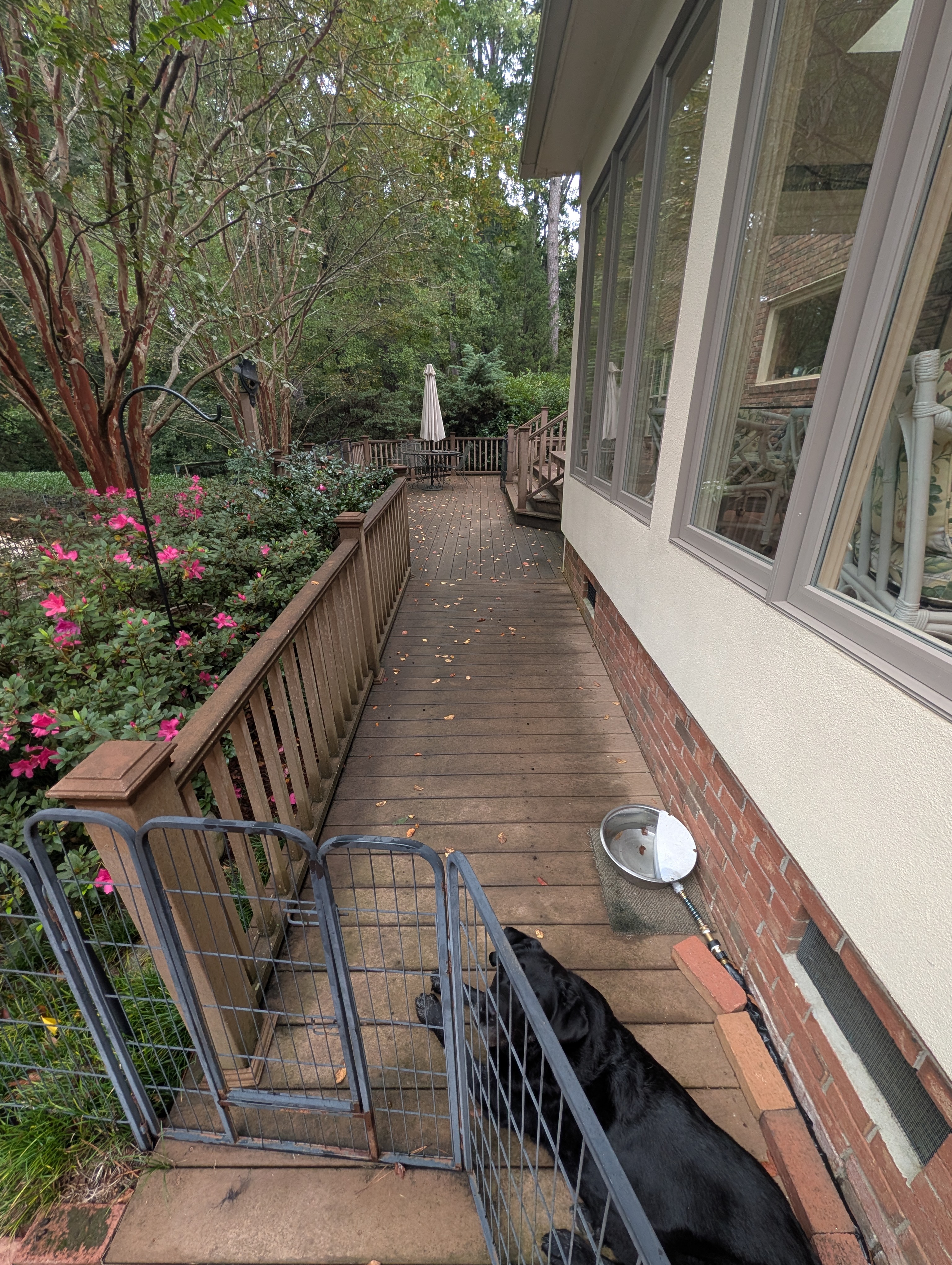 Deck wash greenwood before